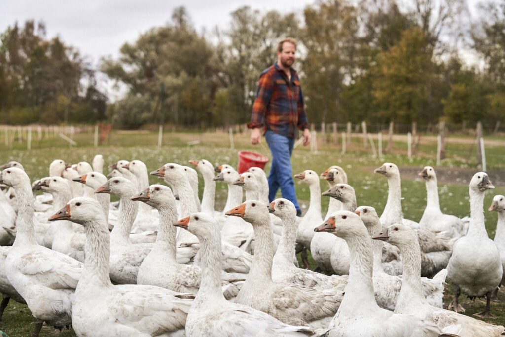 Mann mit Gänsen
