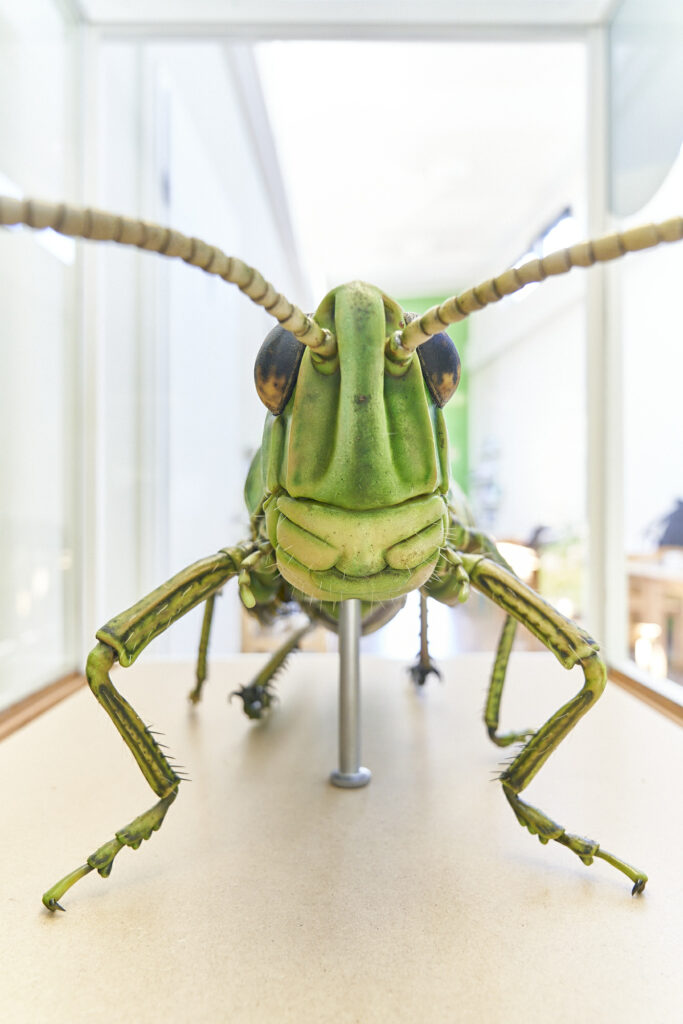 Überdimensionale Darstellung eines Insekts