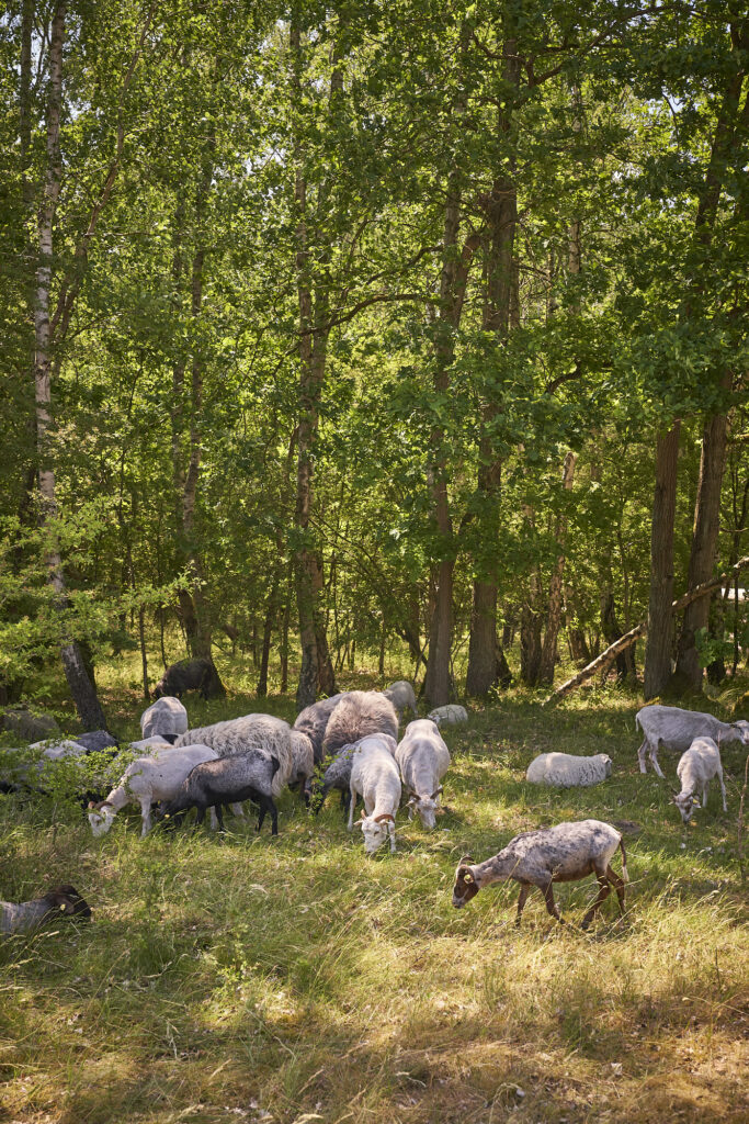Schaf- und Ziegenherde im Wald