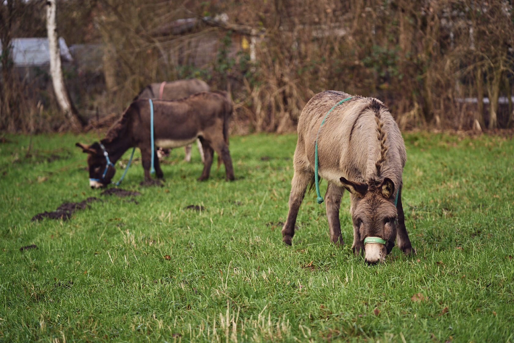 Esel auf einer grünen Wiese